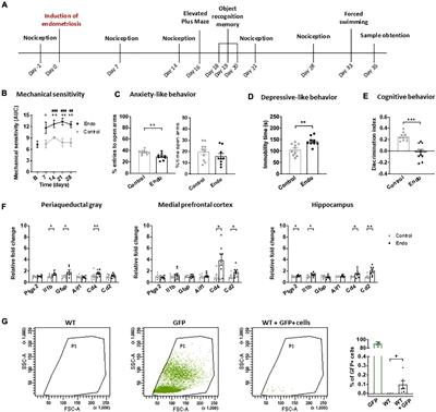 Contribution of CD4+ cells in the emotional alterations induced by endometriosis in mice